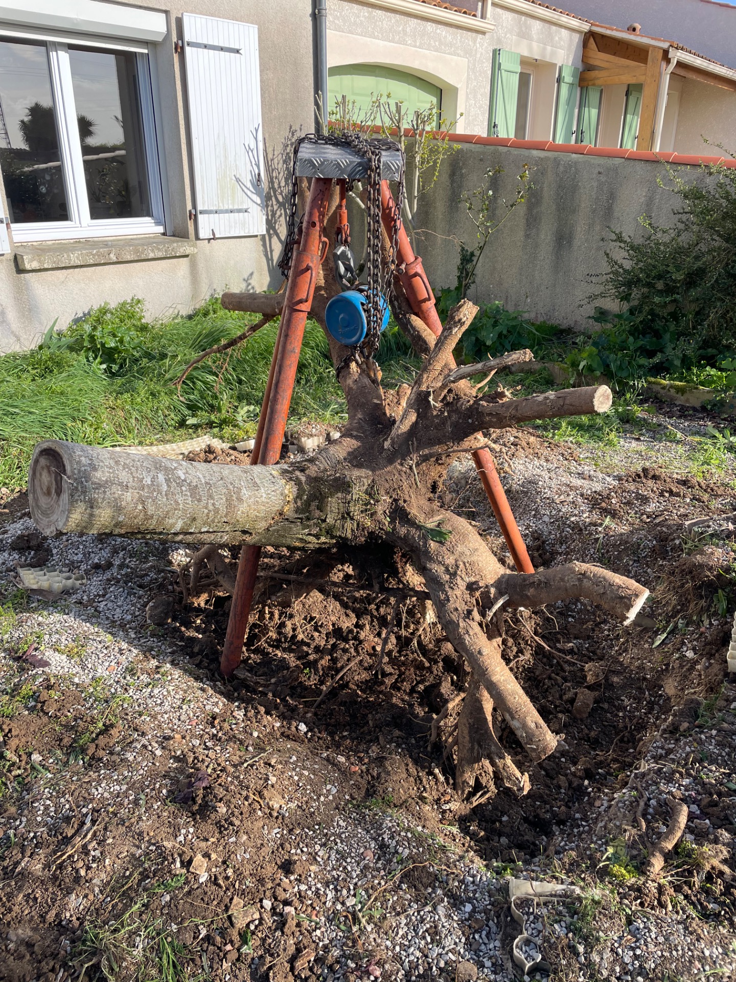 Dessouchage d’un arbre coupé 